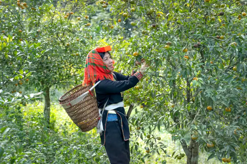 配载优化与车辆跟踪软件在长三角运输企业的落地应用